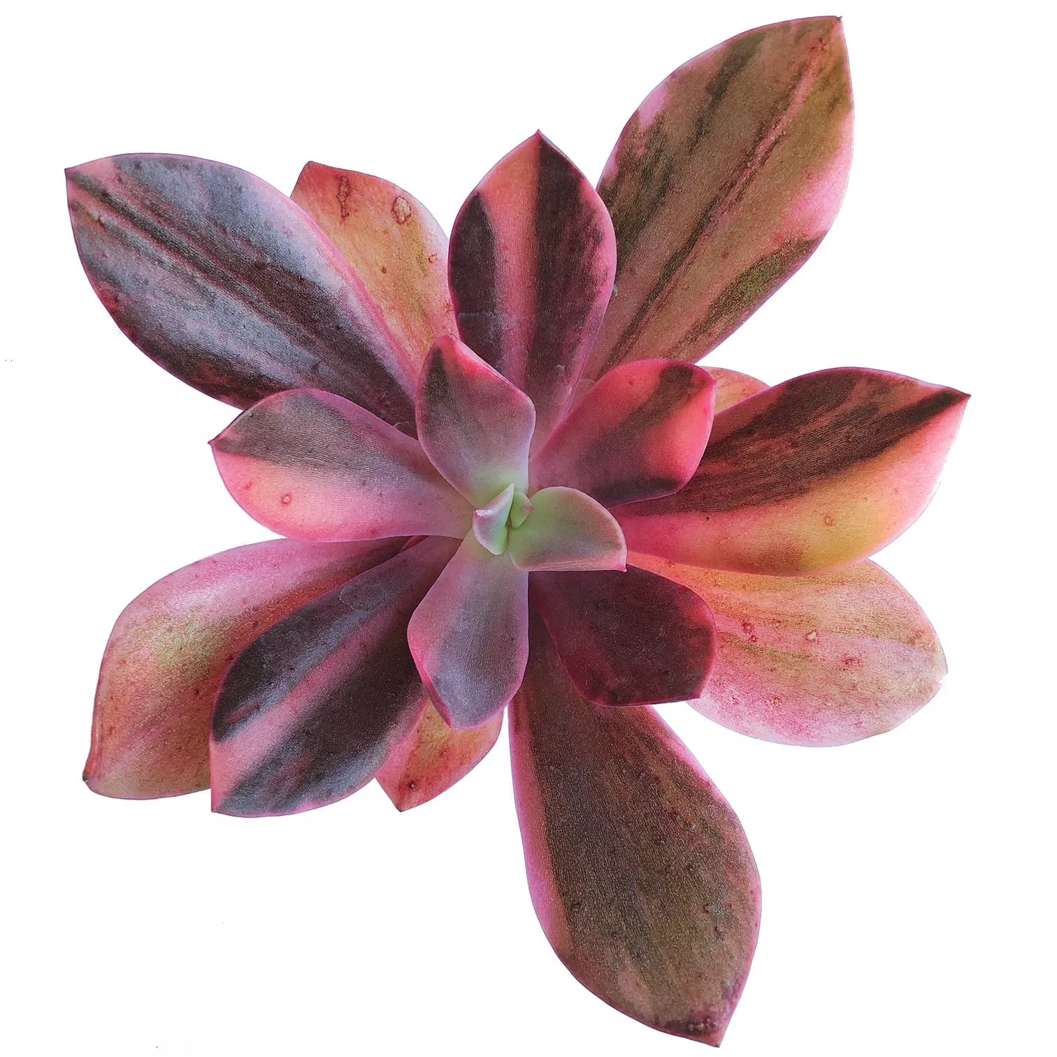 (RESERVED) E. Hanaikada, Variegata