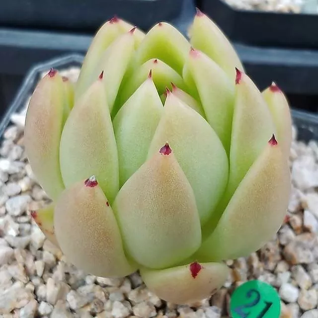 (RESERVED) Echeveria Agavoides Sp.