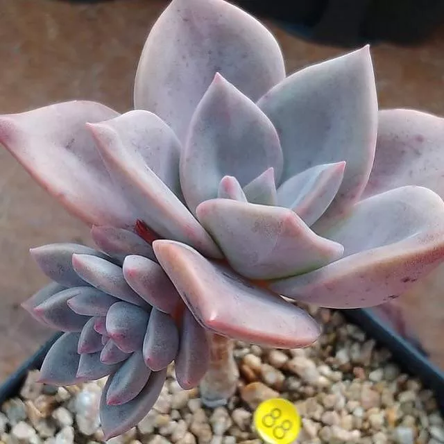 (RESERVED) Echeveria Bainesii