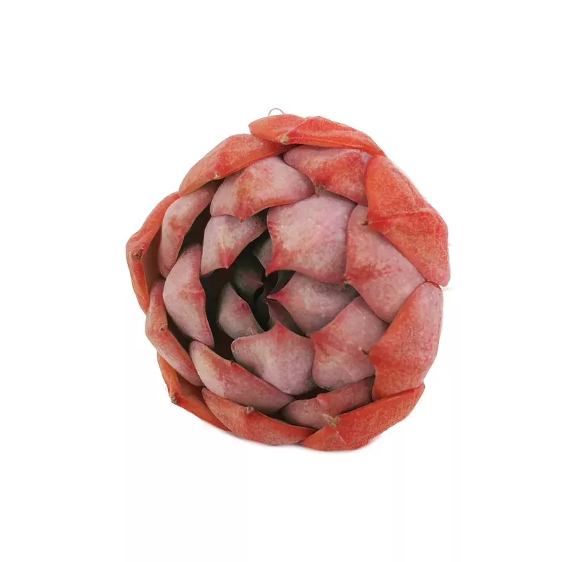 (RESERVED) Echeveria Baldi