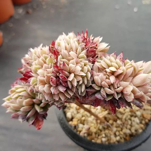 (RESERVED) Echeveria Bradburiana Cristata