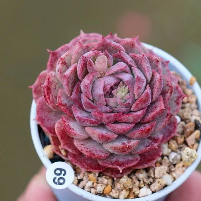 (RESERVED) Echeveria Charlotte