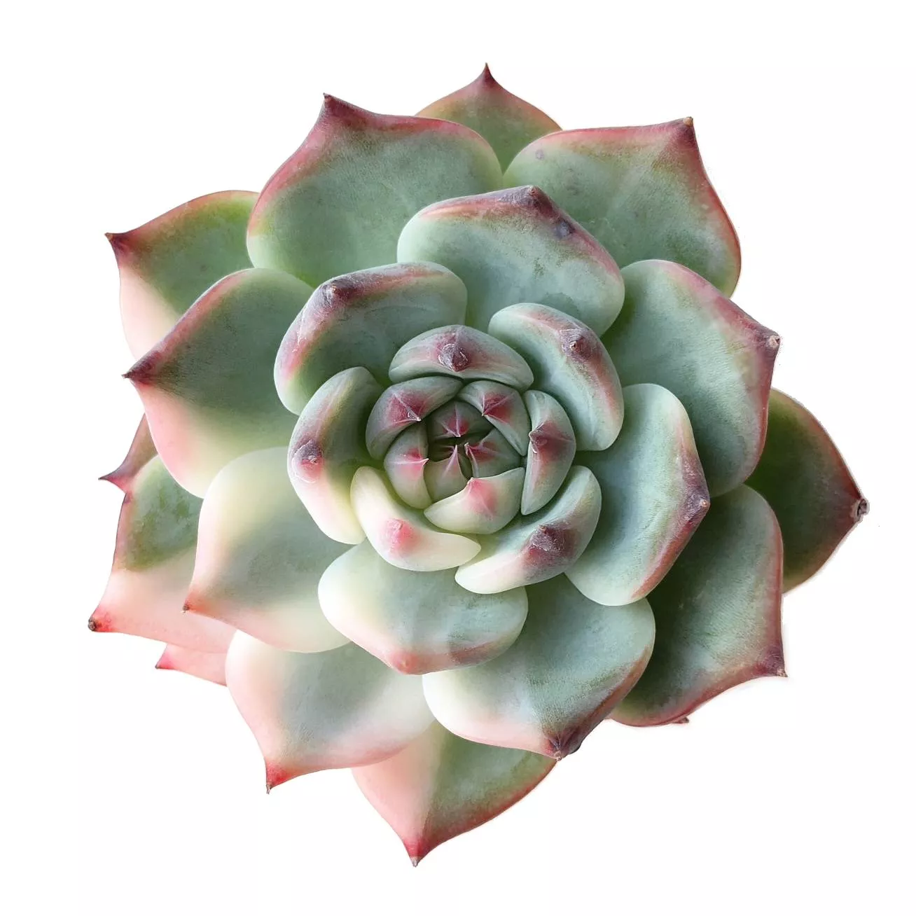 (RESERVED) Echeveria Chihuahuaensis, Variegata