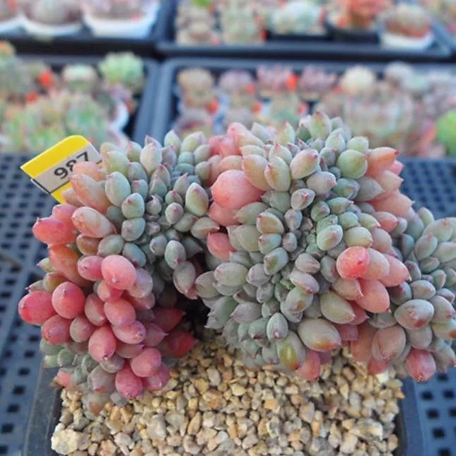 (RESERVED) Echeveria Chrissy n Ryan Cristata