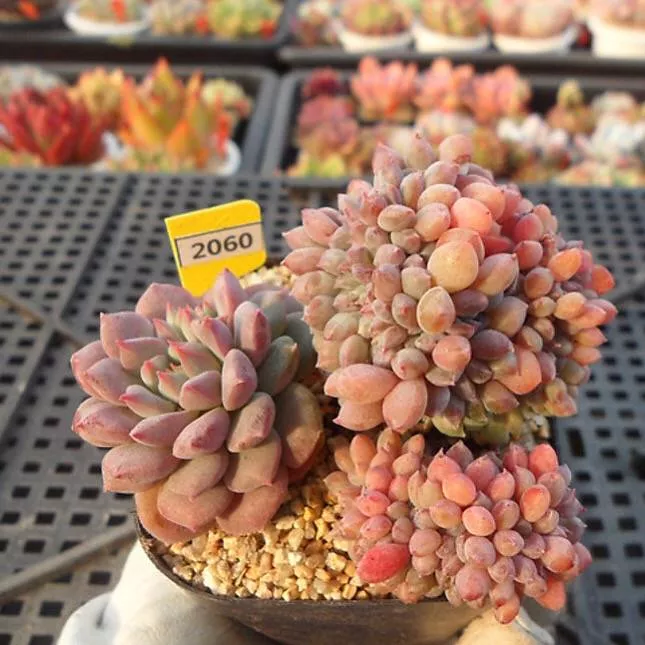 (RESERVED) Echeveria Chrissy n Ryan Mixed Cristata