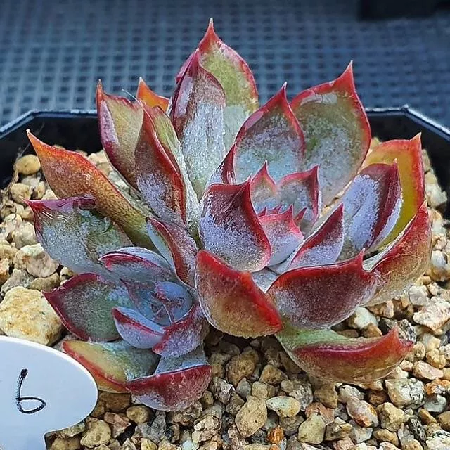 (RESERVED) Echeveria Dark Ice, Double (Blemished)