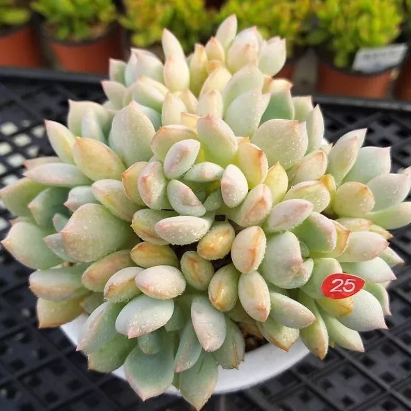 (RESERVED) Echeveria GrimmOne, (Cluster)