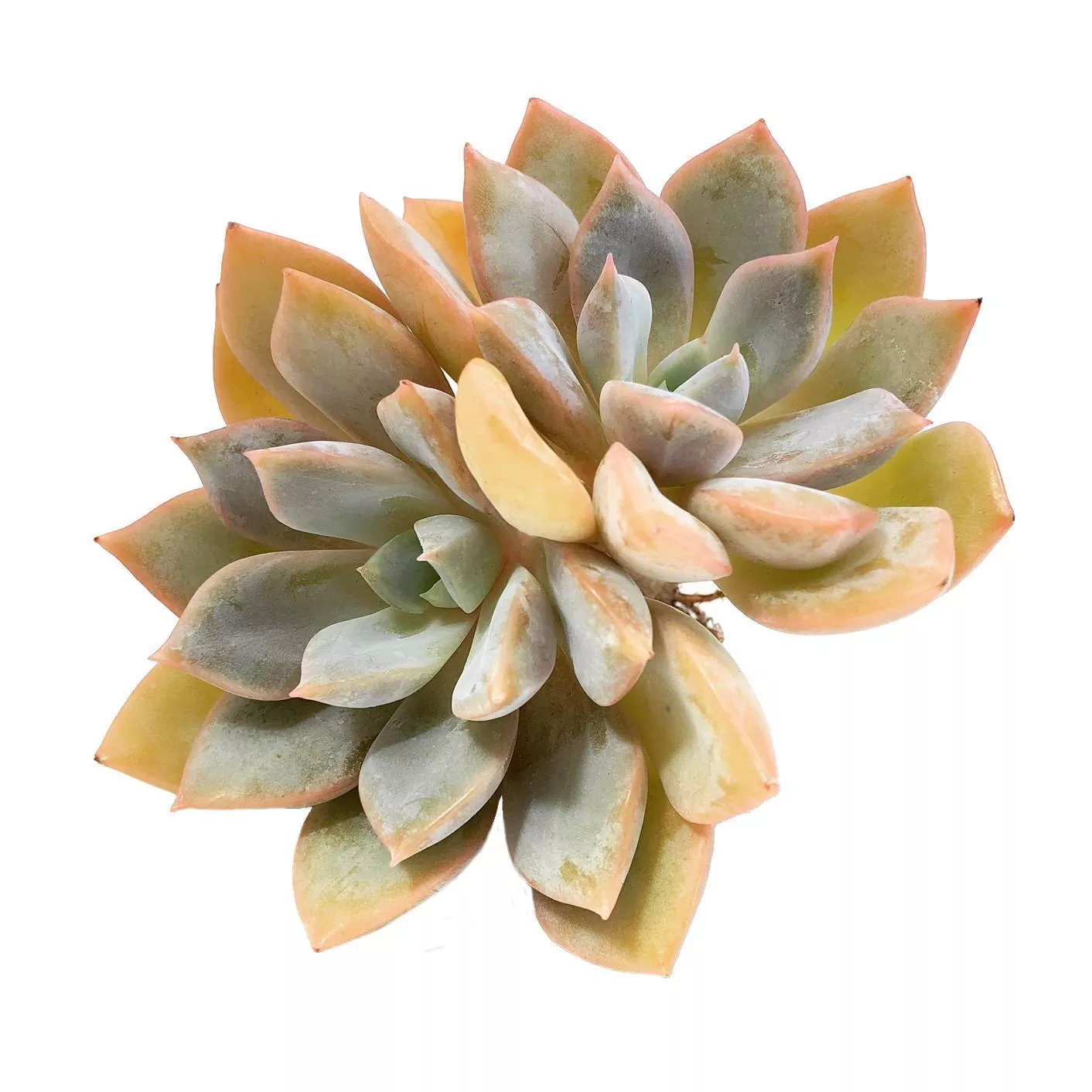 (RESERVED) Echeveria Happy Day
