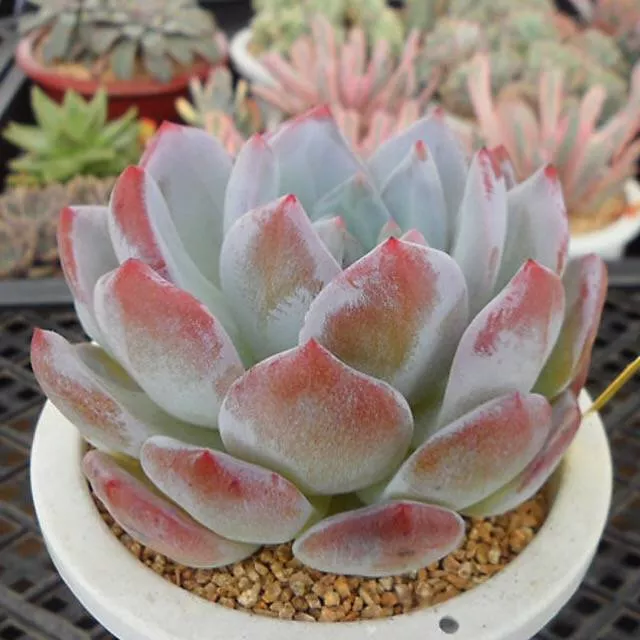(RESERVED) Echeveria HOSIKAGE