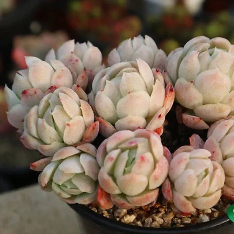 (RESERVED) Echeveria Lemon Berry, Cluster