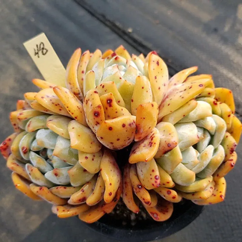 (RESERVED) Echeveria Orange Monroe, Triple