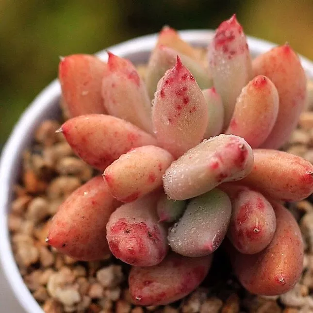 (RESERVED) Echeveria Spica, Double