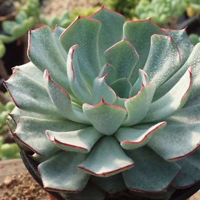 (RESERVED), Echeveria Strictiflora v Nova
