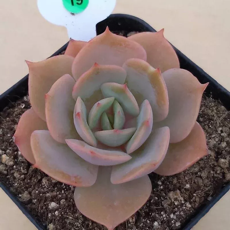 (RESERVED) Echeveria White Snow