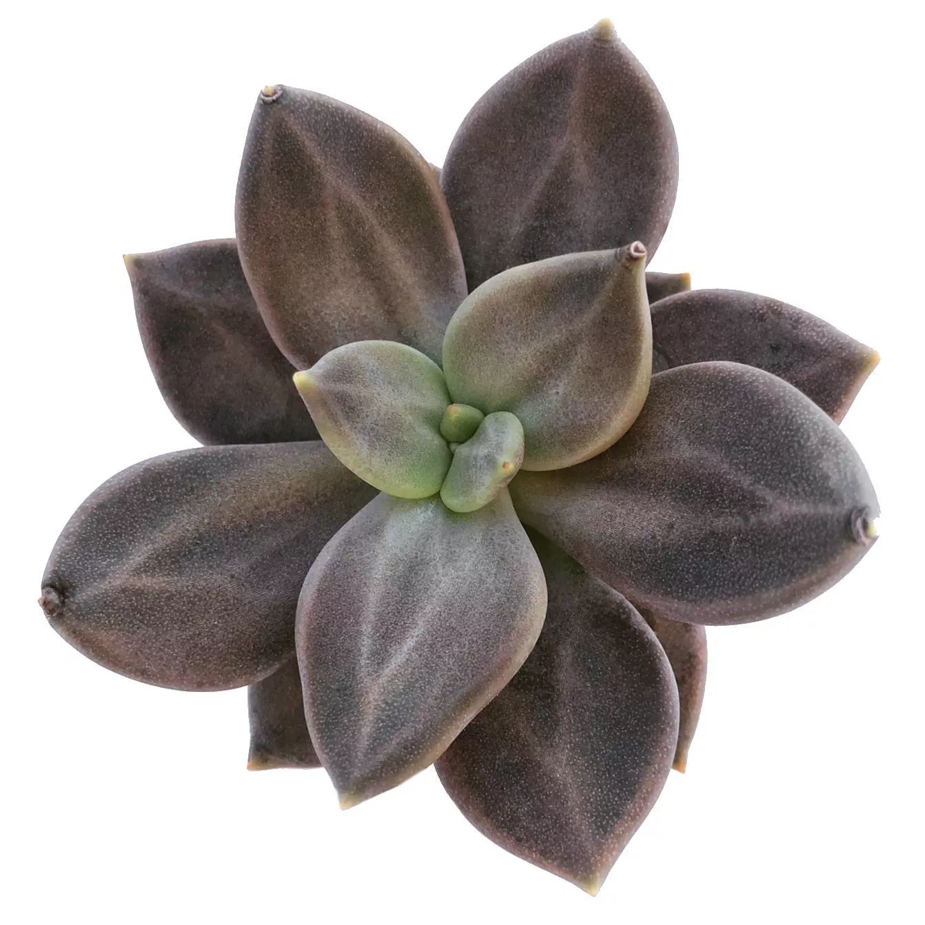 (RESERVED) Echeveria Xichuensis