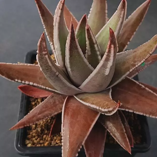 (RESERVED) Haworthia ‘Tears of an Angel’