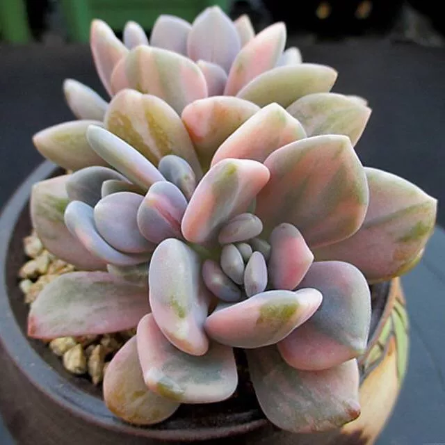(RESERVED) Pachyveria Pachyphytoids, Variegata (Triple)
