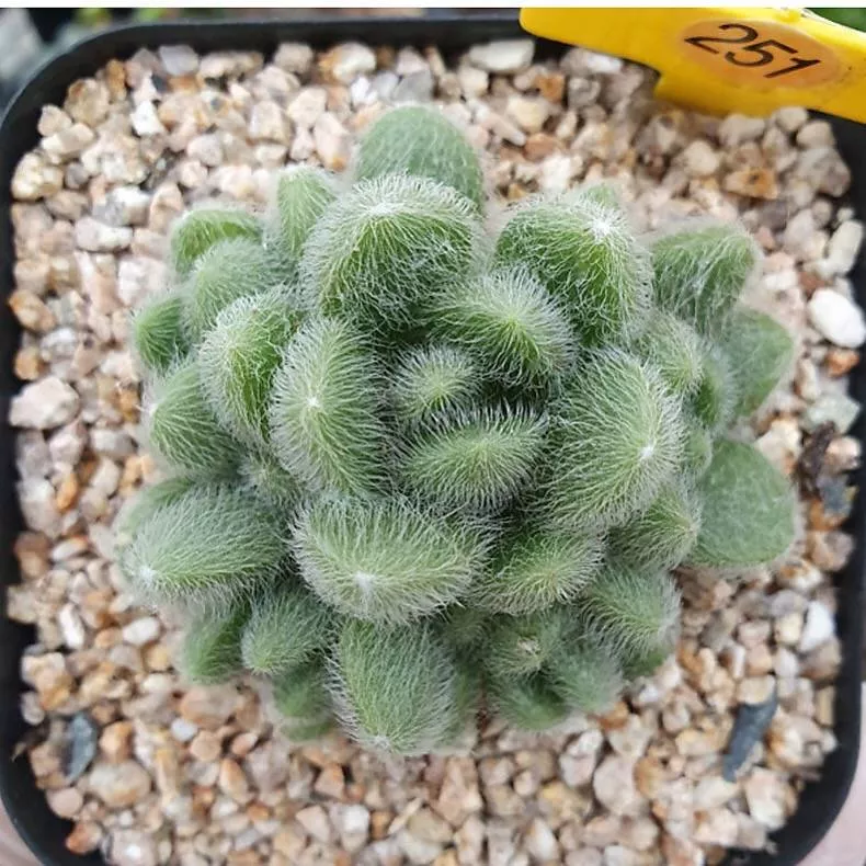 (RESERVED) Sedum Hintonii
