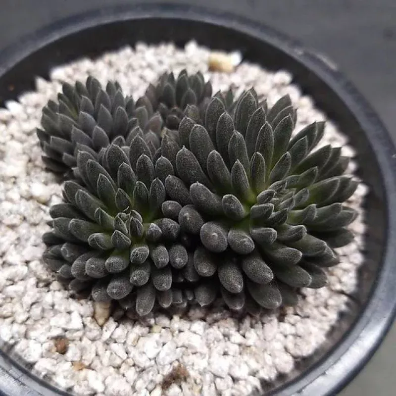 (RESERVED) Sinocrassula Yunnanensis, (Cluster)