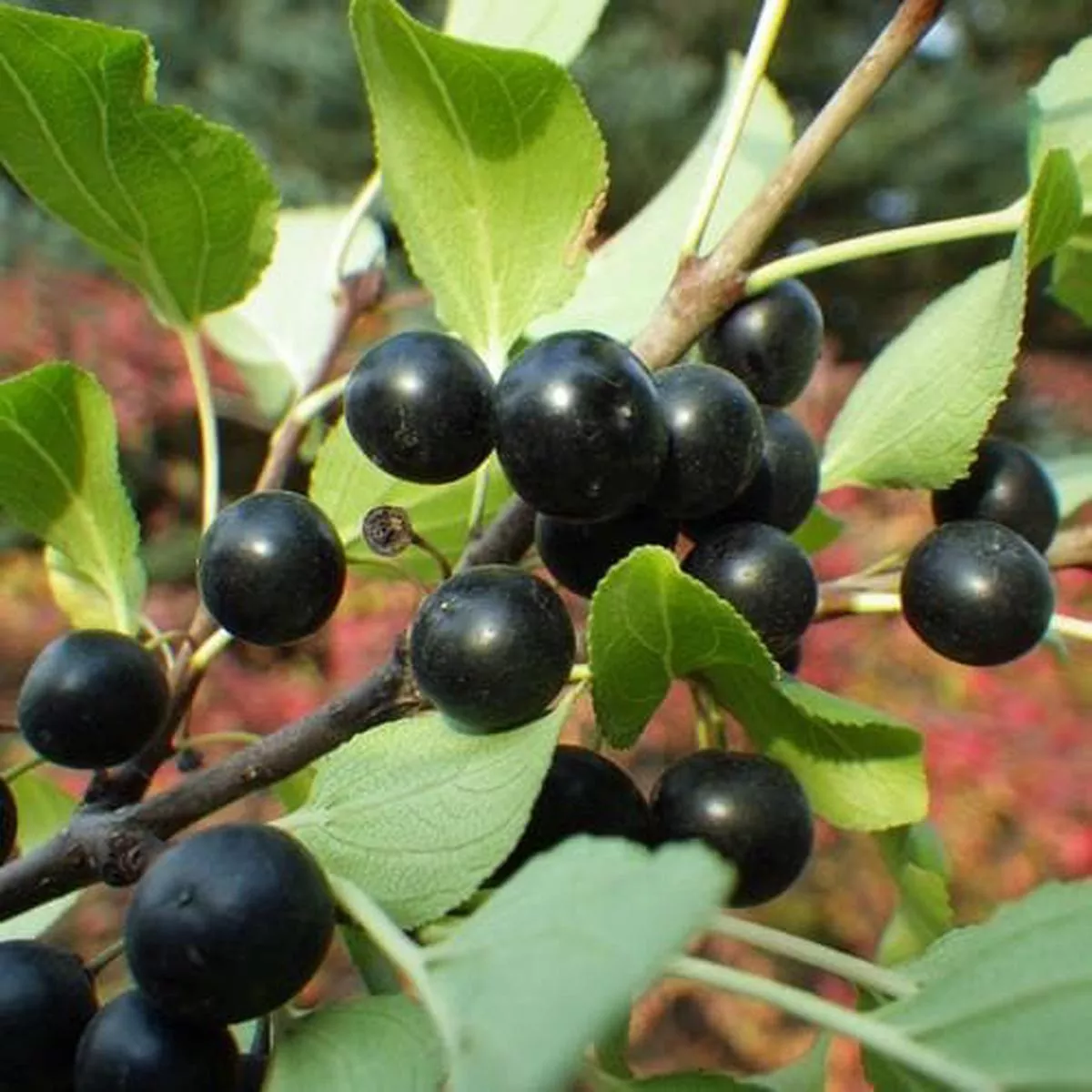 Rhamnus cathartica – Purging Buckthorn Bareroot | 2-3ft / Not provided / Not provided