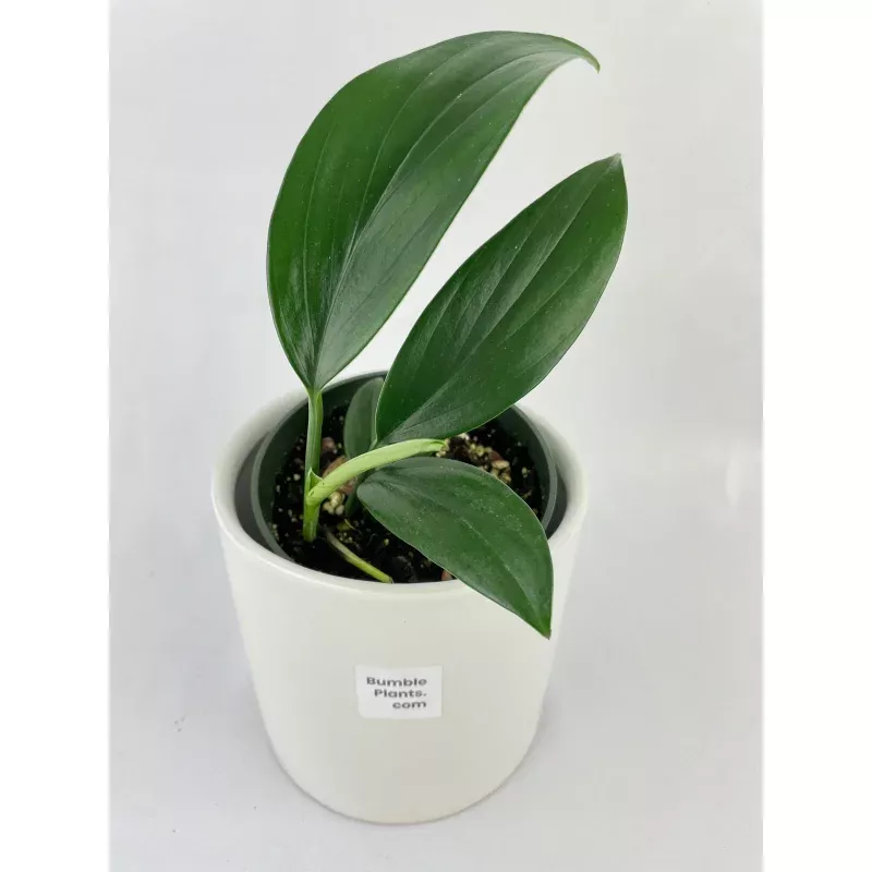 Rhaphidophora Decursiva 'Dragon's Tail'