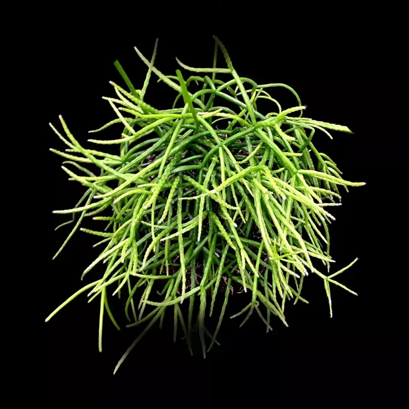 Rhipsalis teres f. prismatica - Mistletoe Cactus