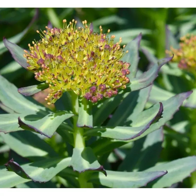 Rhodiola rosea SEEDS