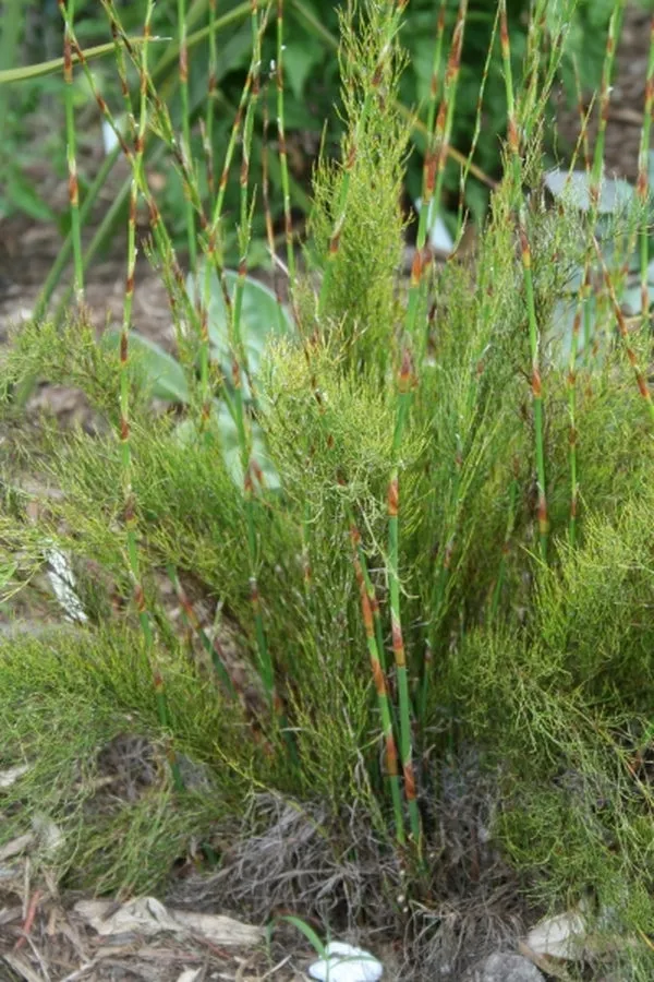 Rhodocoma capensis