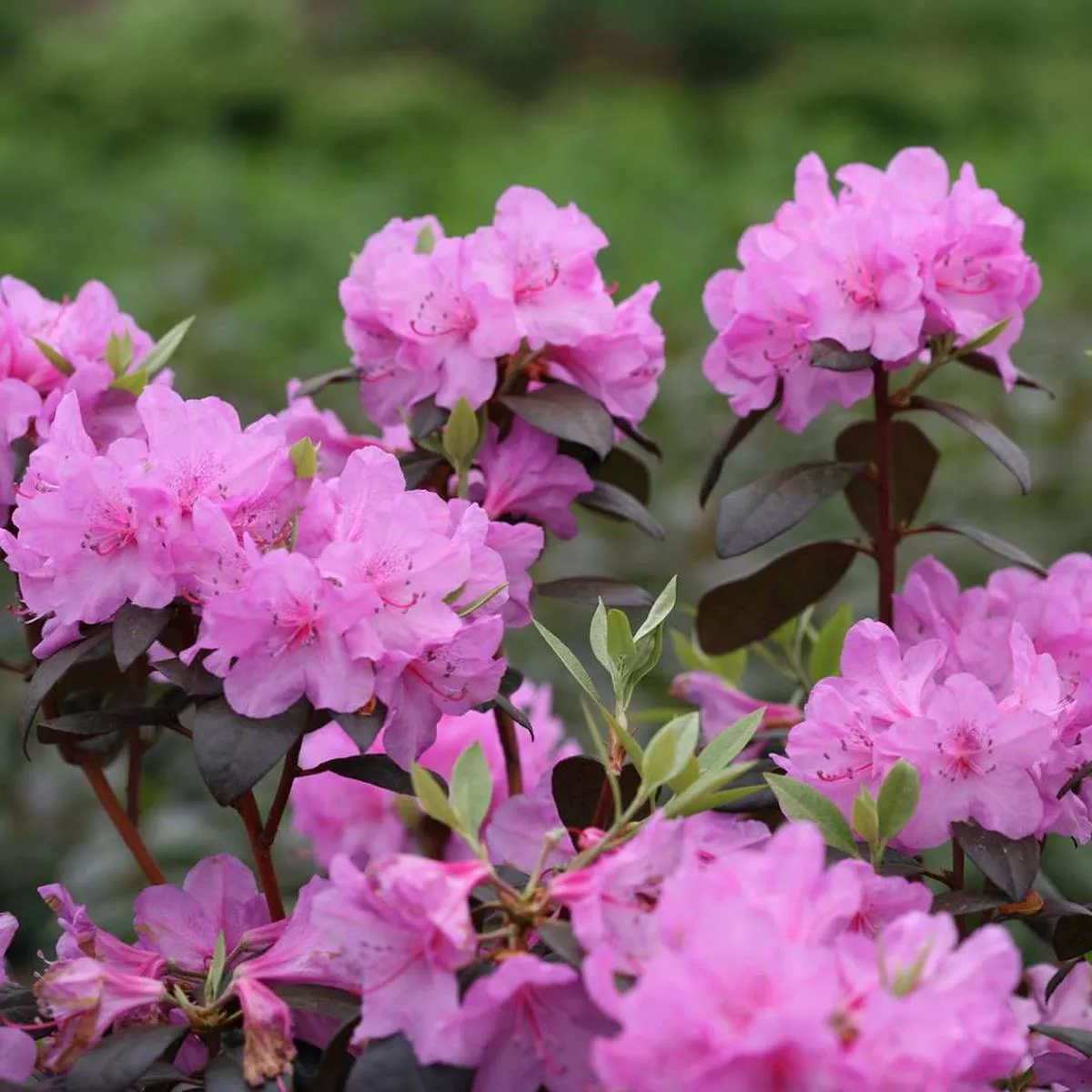 Rhododendron – ‘Black Hat’ 8″ PW (Bl)