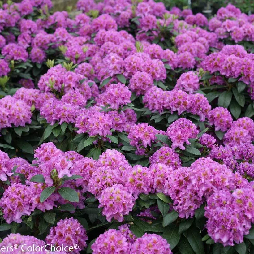 Rhododendron – Dandy Man Purple