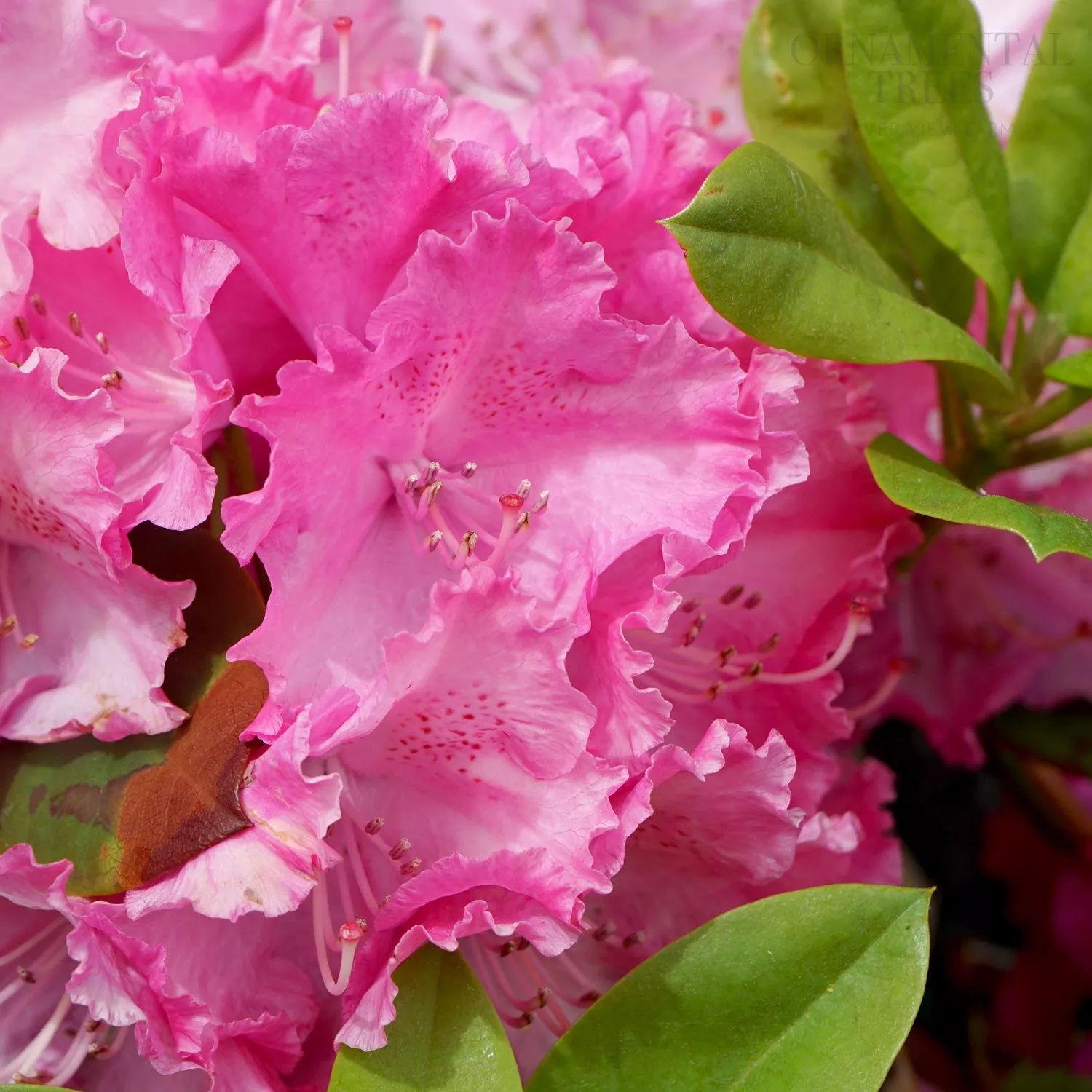 Rhododendron 'Germania' Shrub