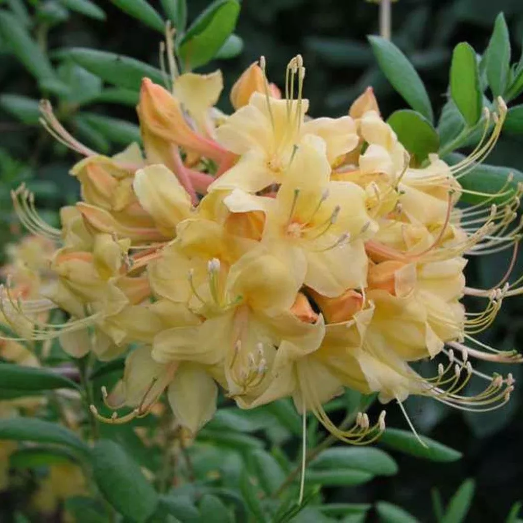 Rhododendron ‘My Mary’