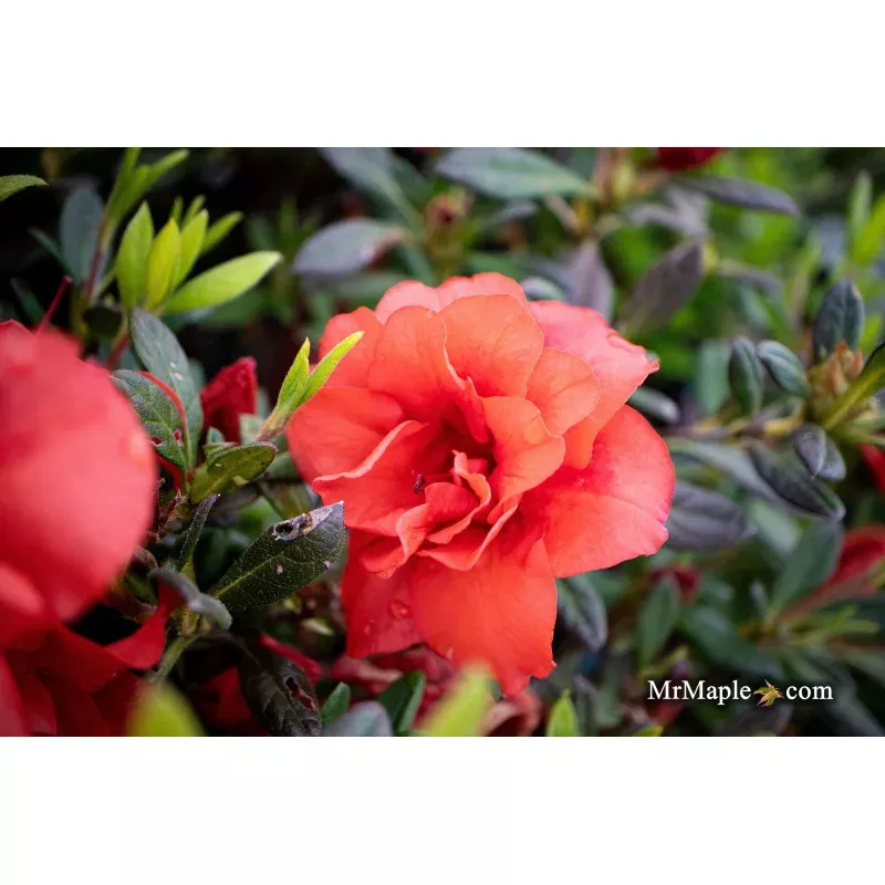 Rhododendron