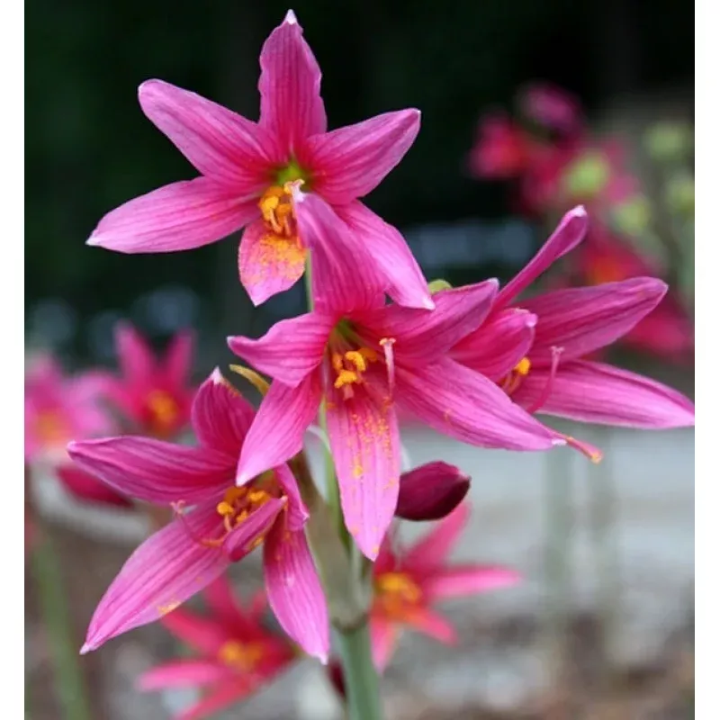 Rhodophiala bifida Carmine Pink Forms