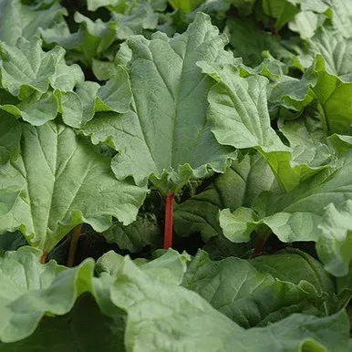Rhubarb