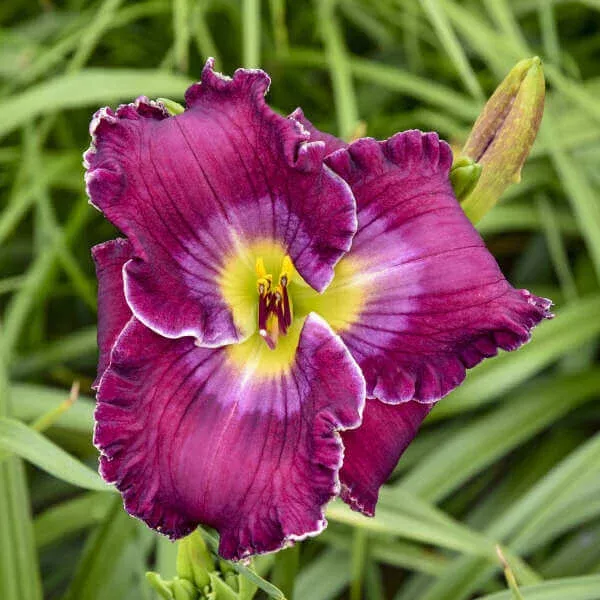 Rich in Mercy Daylily