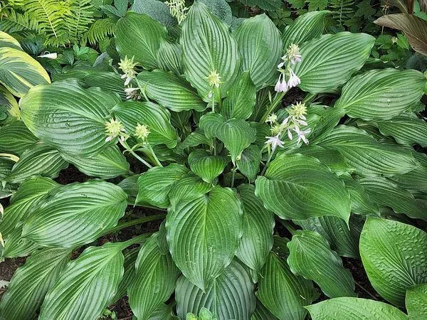 Rippled Treasure Hosta