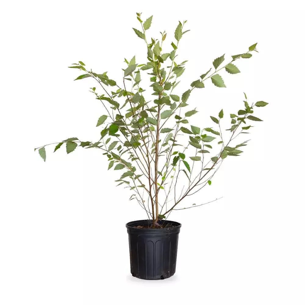 River Birch Tree