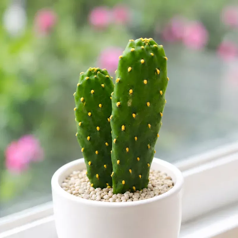 Roadkill Cactus