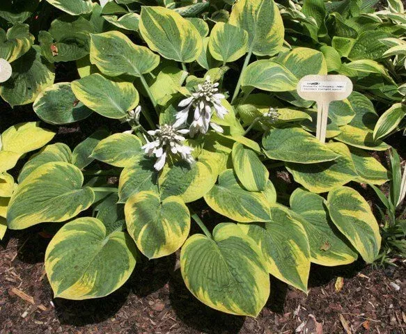 Roberta Hosta