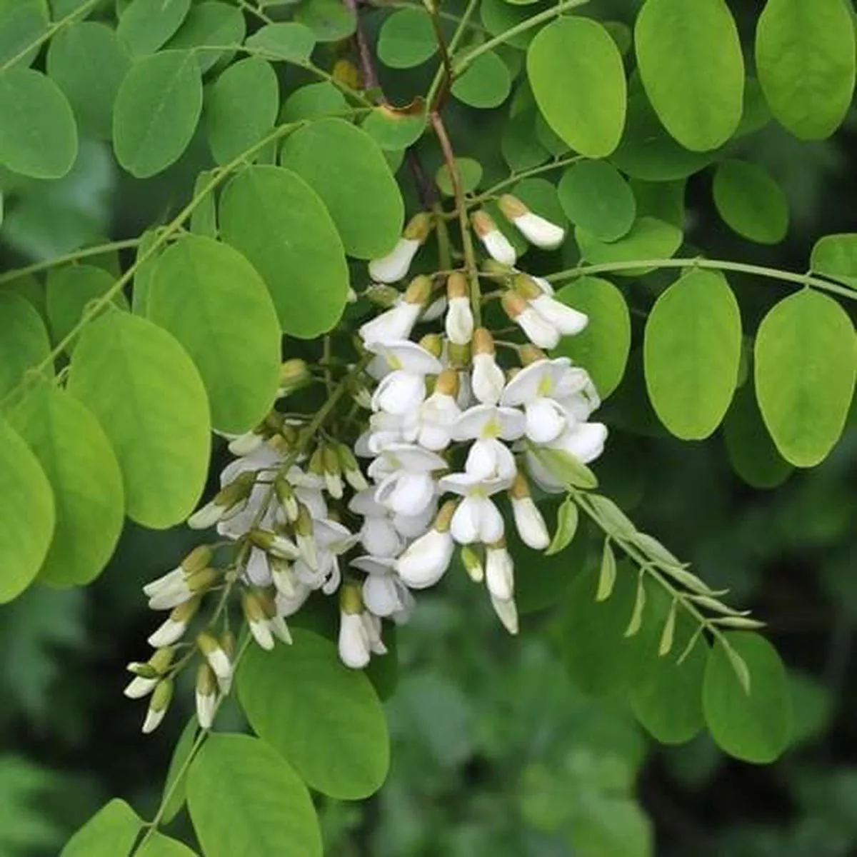 Robinia pseudoacacia – Black Locust
