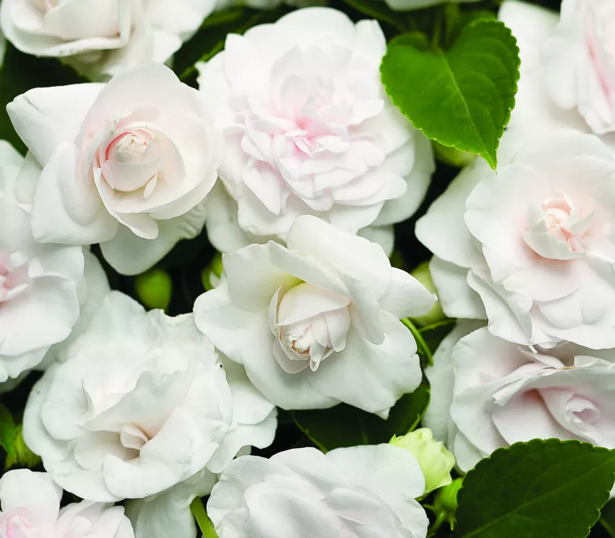 Rockapulco White Double Impatiens