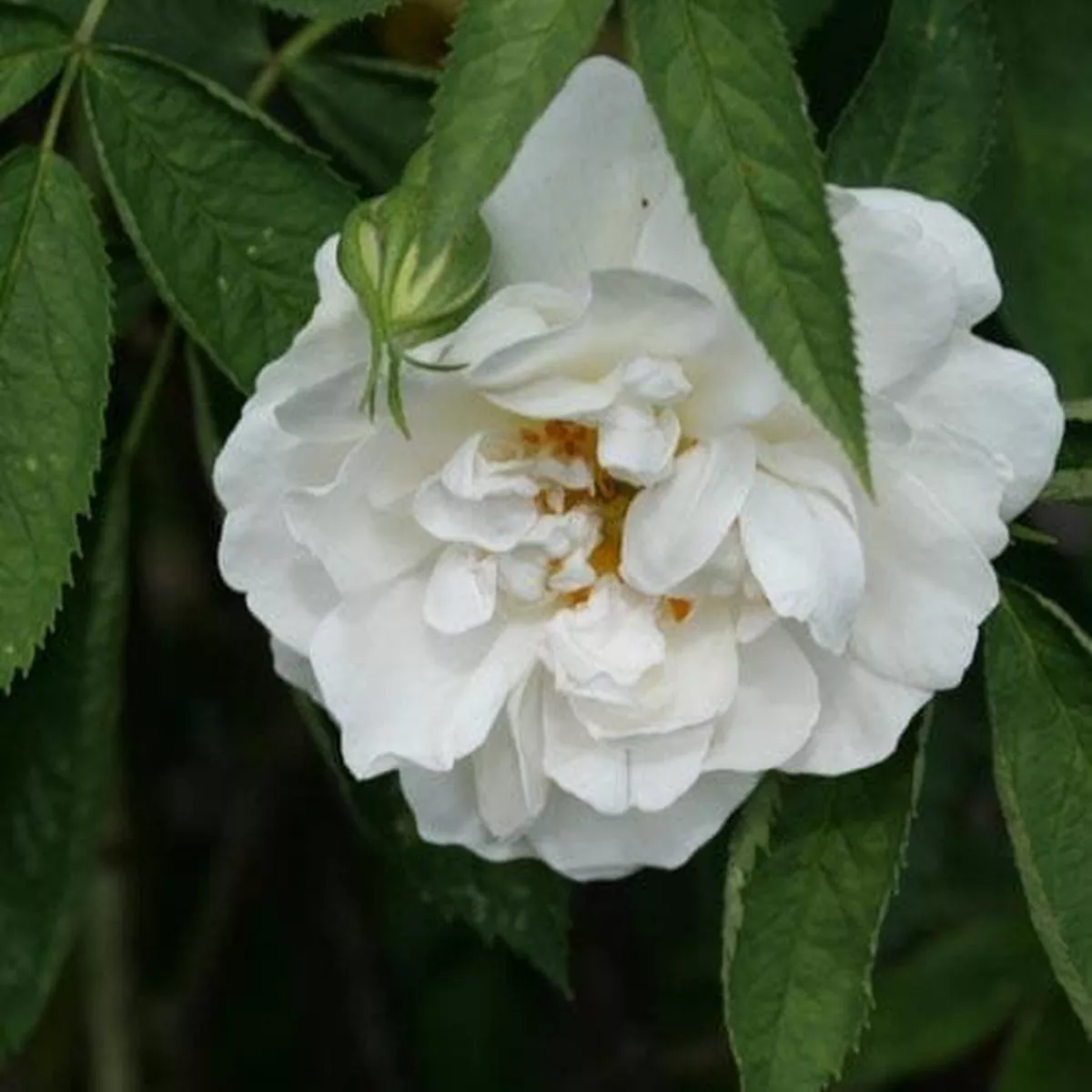Rosa Alba Maxima – Old Shrub Rose