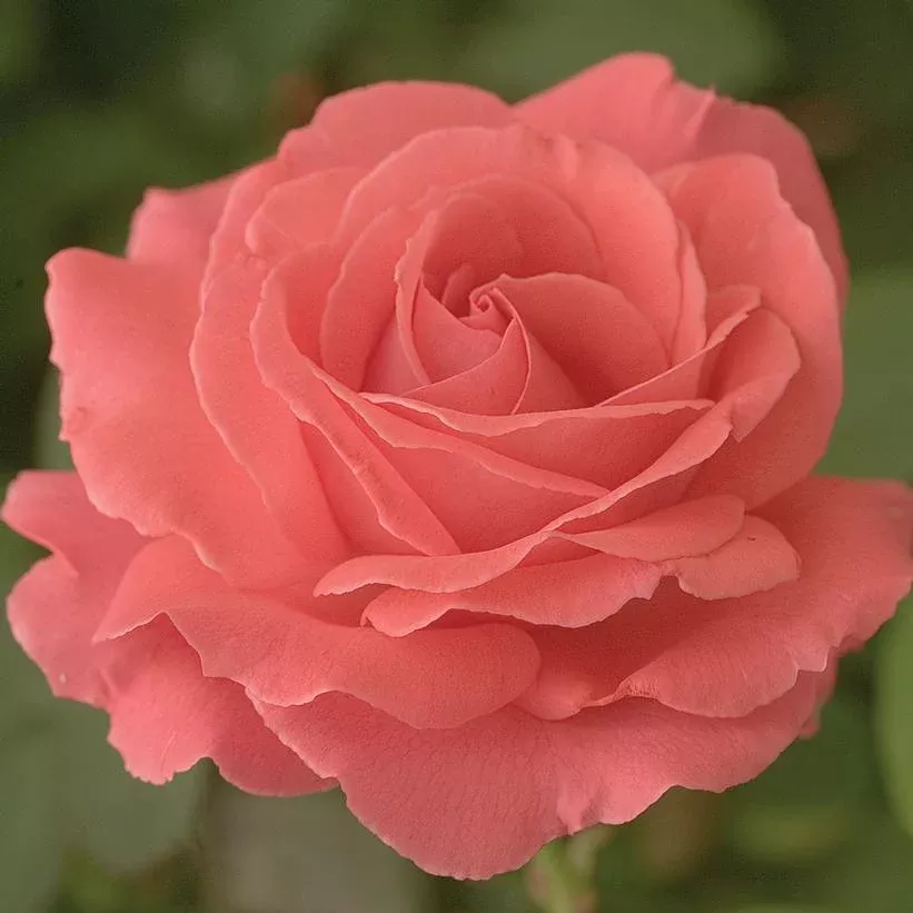 ROSA `AMERICA` – CL