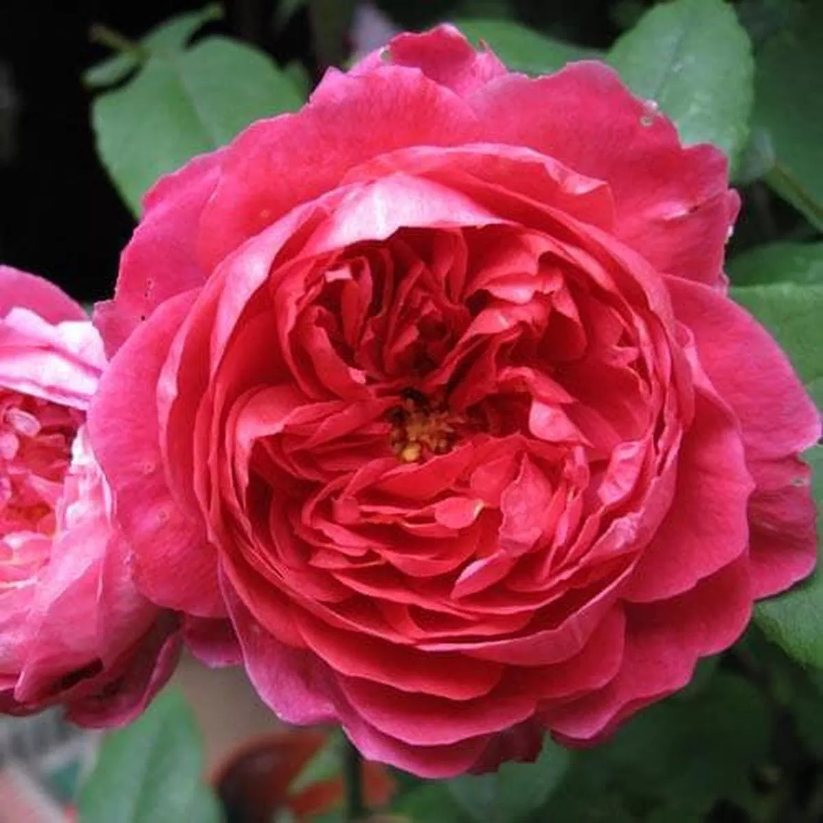 Rosa Benjamin Britten – David Austin Shrub Rose