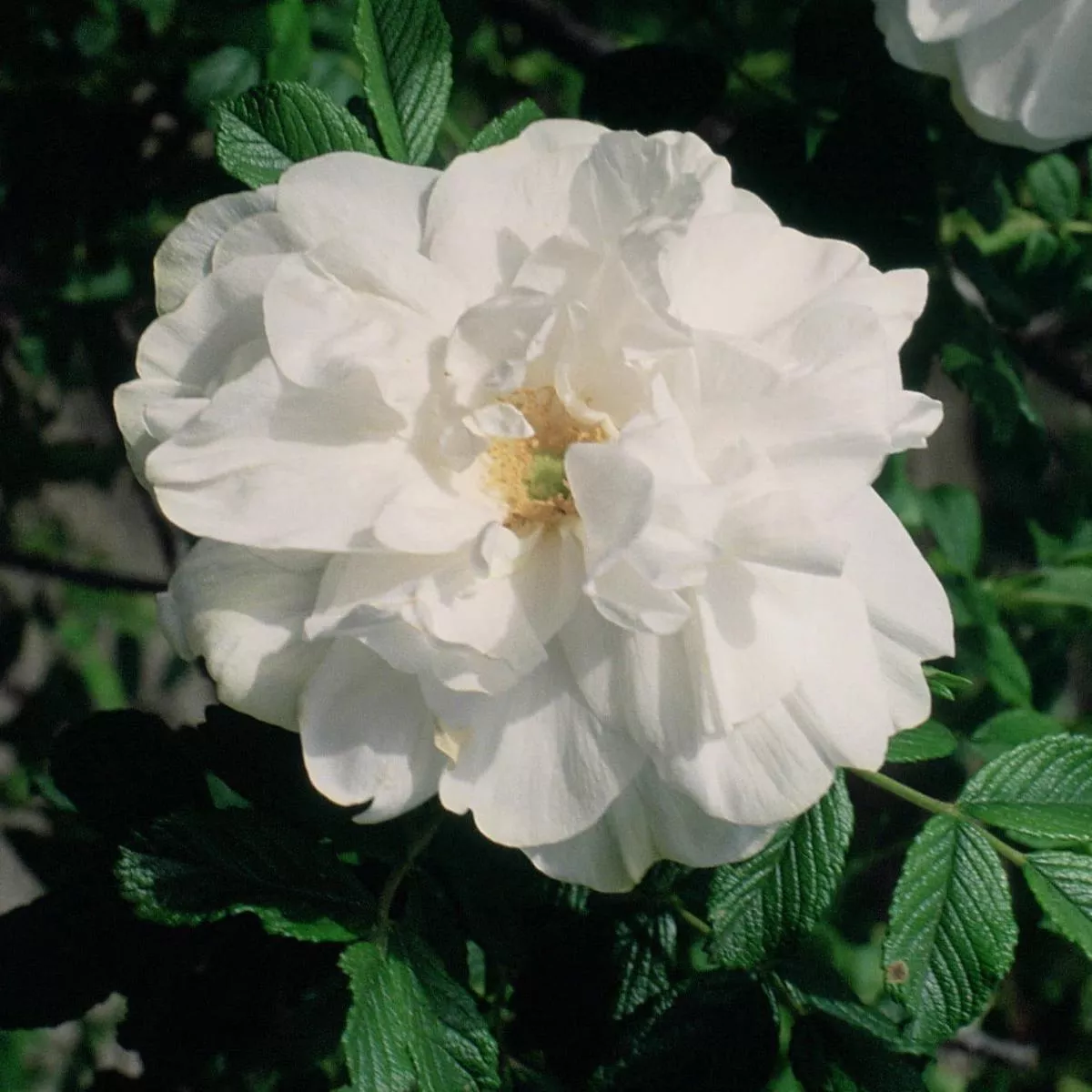 Rosa Blanc Double de Coubert – Rugosa Rose