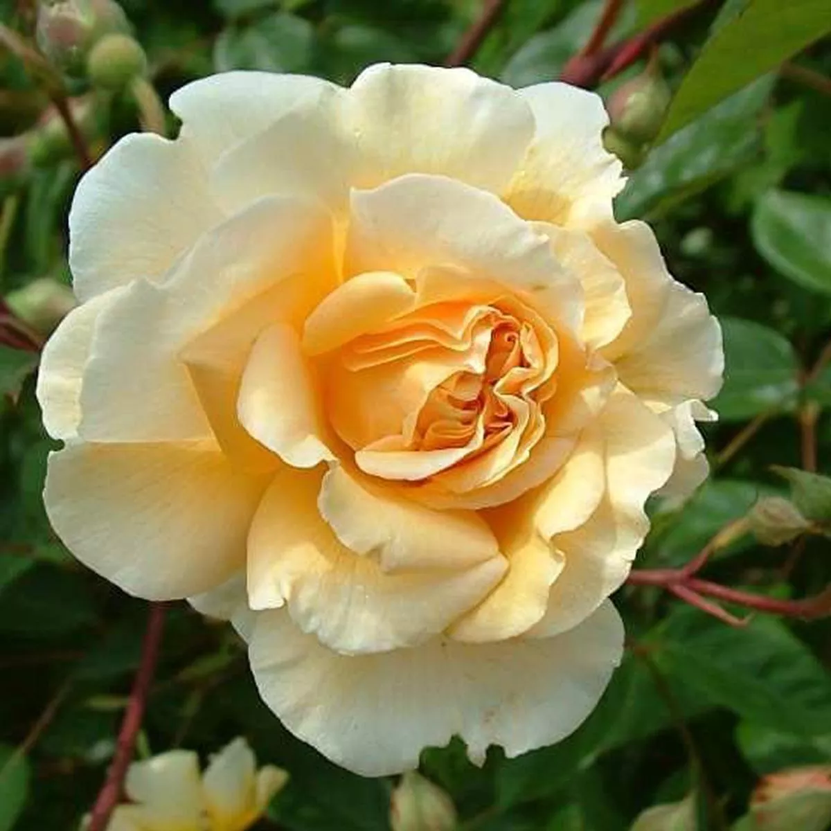 Rosa Buff Beauty – Climbing Rose
