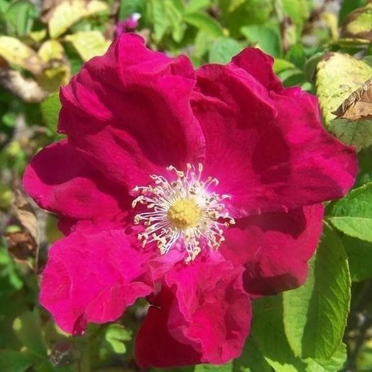Rosa Carmen – Rugosa Rose