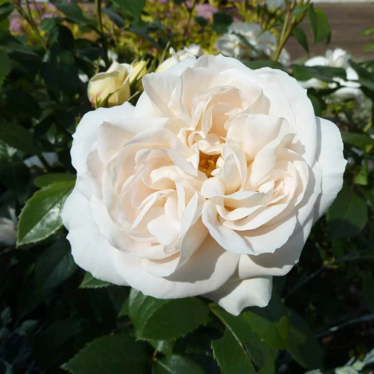 Rosa Champagne Moment – Floribunda Shrub Rose