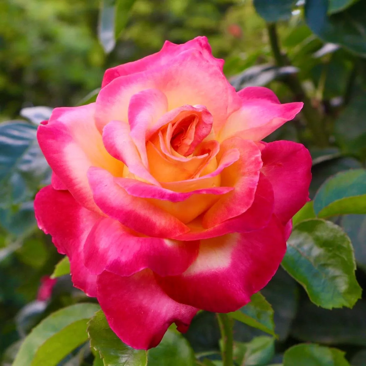 Rosa cv Meilland Pullman Orient Express